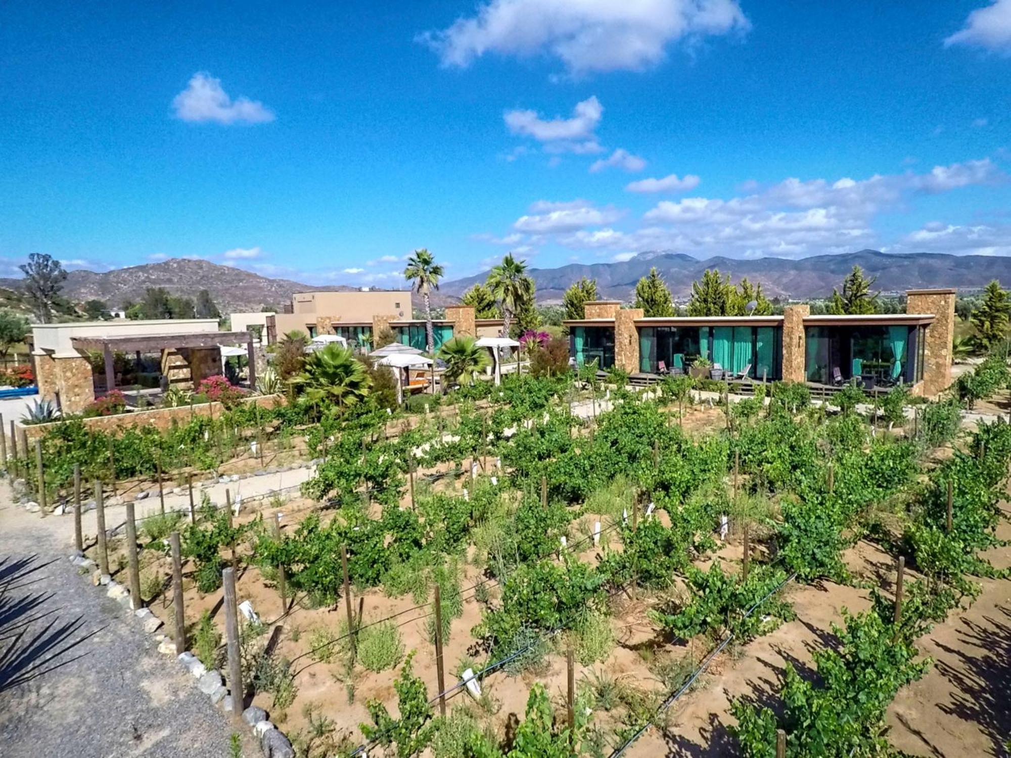 Entre Vinedos By Hotel Boutique Valle De Guadalupe Eksteriør bilde